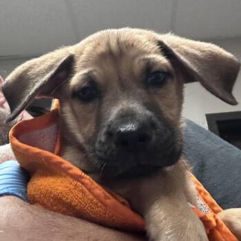 Black Mouth Cur Dogs Available for Adoption in Yuma, Arizona - Kaylo | PetCurious