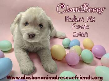 Australian Shepherd and Terrier Dogs Available for Adoption - Cloudberry | PetCurious