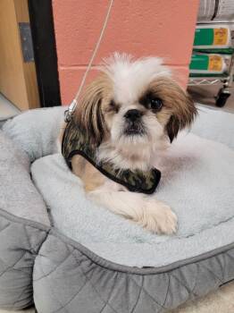 Shih Tzu Dogs Available for Adoption in Logan, Utah - Bull | PetCurious