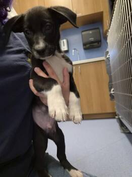 Pit Bull Terrier and Mixed Breed Dogs Available for Adoption - DANDI | PetCurious