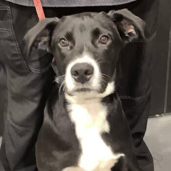 Blaze -  Retriever and Mixed Breed Dog for Adoption in Tampa, Florida - Blaze | PetCurious