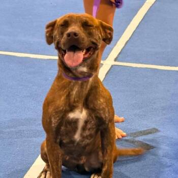 Lucy Lou -  Pit Bull Terrier Dog for Adoption in Birmingham, Alabama - Lucy Lou | PetCurious