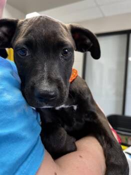 Rescue Pit Bull Terrier and Mixed Breed Dogs for Adoption in Pasadena, Texas - A181011 | PetCurious