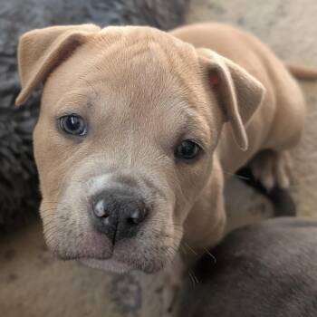 Lyric -  Mixed Breed Dog for Adoption in West Olive, Michigan - Lyric | PetCurious
