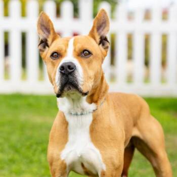 FRANKLIN -  Pit Bull Terrier and Mixed Breed Dog for Adoption in Camarillo, California - FRANKLIN | PetCurious