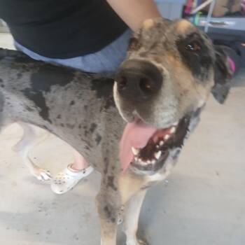 Willow -  Great Dane Dog for Adoption in Hackett, Arkansas - Willow | PetCurious