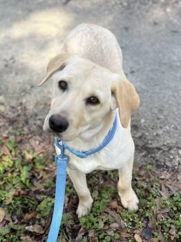 Labrador Retriever Dogs Available for Adoption - Tucker | PetCurious