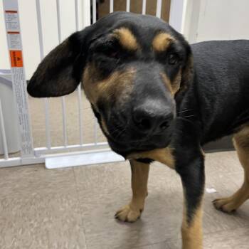 Mixed Breed Dogs Available for Adoption - Cherry | PetCurious
