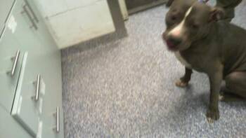 Pit Bull Terrier Dogs Available for Adoption in Charlotte, North Carolina - A1262704 | PetCurious