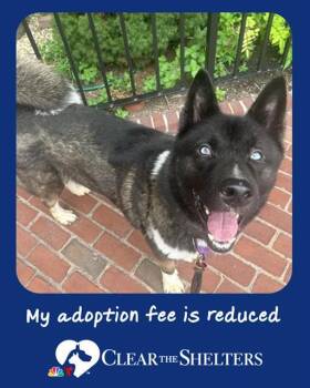 CARL -  Akita Dog for Adoption in Boston, Massachusetts - CARL | PetCurious
