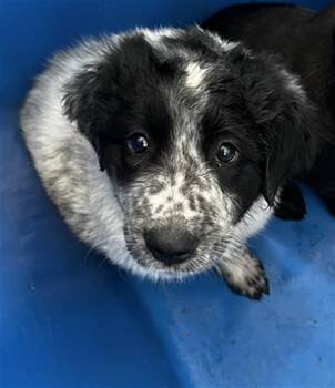 Mixed Breed Dogs Available for Adoption in Dallas, Texas - CYPRUS | PetCurious