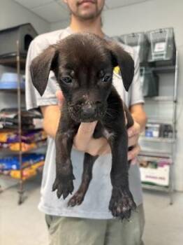 Topaz -  Mixed Breed Dog for Adoption in Savannah, Georgia - Topaz | PetCurious