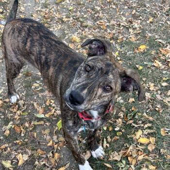 Rescue Mixed Breed Dogs for Adoption in Sioux Falls, South Dakota - Craig | PetCurious