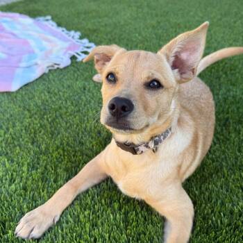 Naan -  Chiweenie Dog for Adoption in San Diego, California - Naan | PetCurious