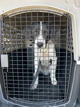 Dr. Facilier -  Brittany Spaniel and Mixed Breed Dog for Adoption in Fresno, California - Dr. Facilier | PetCurious