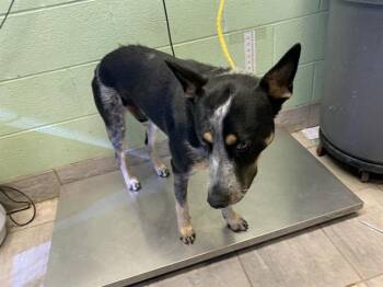 DUNDEE -  Australian Cattle Dog Blue Heeler and Mixed Breed Dog for Adoption in Grand Prairie, Texas - DUNDEE | PetCurious