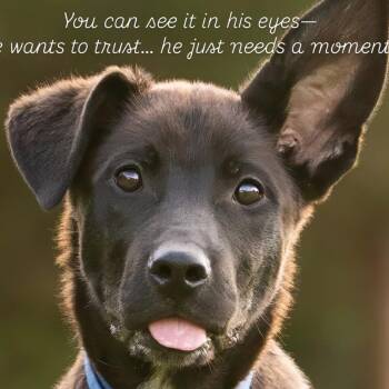 Edward -  Australian Cattle Dog Blue Heeler Dog for Adoption in Newport, Washington - Edward | PetCurious