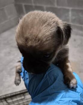 OPAL -  Terrier Dog for Adoption in San Antonio, Texas - OPAL | PetCurious