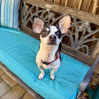 Dottie -  Chihuahua and Rat Terrier Dog for Adoption in Santa Clara, California - Dottie | PetCurious