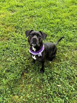 AUDREY -  Staffordshire Bull Terrier and Mixed Breed Dog for Adoption in Brewster, Massachusetts - AUDREY | PetCurious