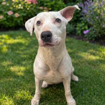 Pit Bull Terrier and Hound Dogs Available for Adoption in Yanceyville, North Carolina - Valkyrie 26-0204 | PetCurious