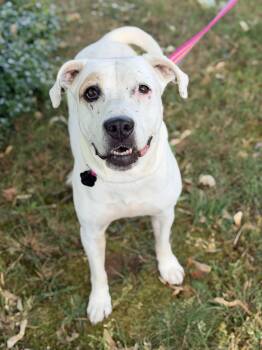 Lolly -  Pit Bull Terrier Dog for Adoption in Beavercreek, Oregon - Lolly | PetCurious