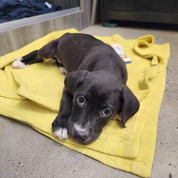 Galilea -  Retriever Dog for Adoption in New Rochelle, New York - Galilea | PetCurious