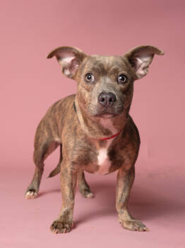 Rescue Mixed Breed Dogs for Adoption in Atlanta, Georgia - Leia (Bonded Luke) | PetCurious