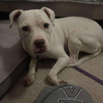 Mixed Breed Dogs Available for Adoption - Petey | PetCurious