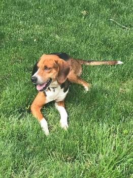 Hound Dogs Available for Adoption in Holbrook, New York - MURPHY | PetCurious