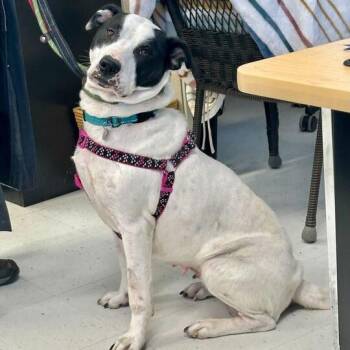 Atlantis -  Mixed Breed Dog for Adoption in Marshall, Virginia - Atlantis | PetCurious