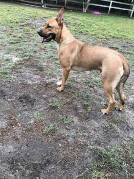 German Shepherd Dog and Dogo Argentino Dogs Available for Adoption - Luna Tuna (Adoption Ambassador) | PetCurious