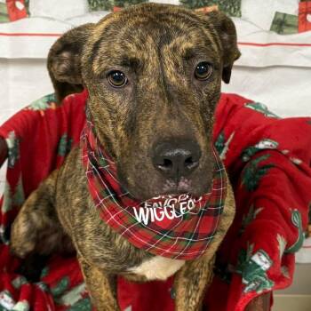 Mountain Cur Dogs Available for Adoption in Falls Church, Virginia - Tyson | PetCurious