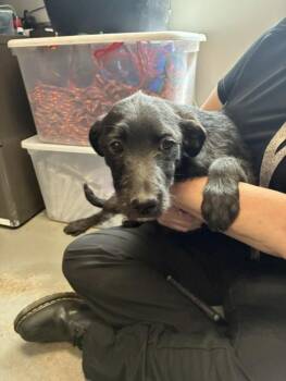 German Wirehaired Pointer Dogs Available for Adoption in Salt Lake City, Utah - *Cricket* | PetCurious