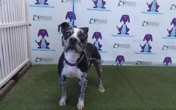 Catahoula Leopard Dog and Mixed Breed Dogs Available for Adoption - BLIZZARD | PetCurious