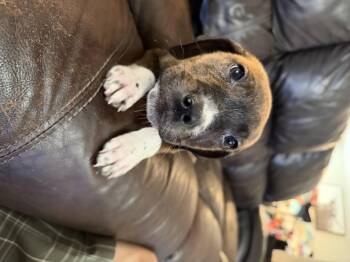 Pringles -  Boxer Dog for Adoption - Pringles | PetCurious