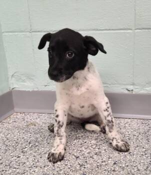 Terrier Dogs Available for Adoption in Athens, Tennessee - Moxie | PetCurious