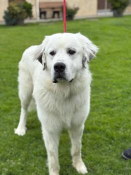 MONTY -  Great Pyrenees Dog for Adoption in Camarillo, California - MONTY | PetCurious