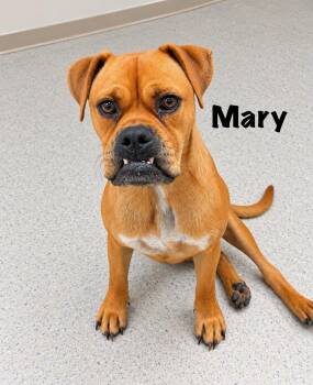 Mary -  Boxer Dog for Adoption in Senatobia, Mississippi - Mary | PetCurious