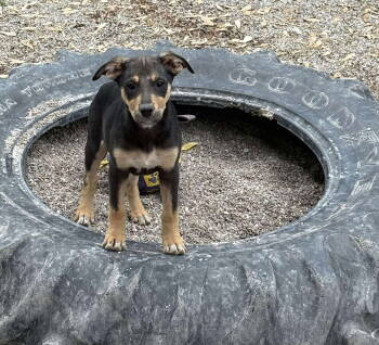 Rescue Mixed Breed Dogs for Adoption in Midway, Utah - Kelce | PetCurious