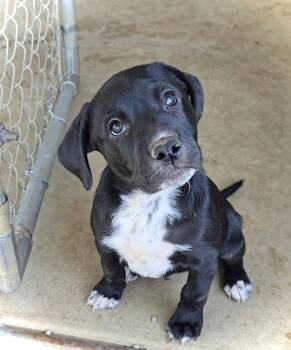 Malcolm -  Pit Bull Terrier and Australian Shepherd Dog for Adoption in Estherville, Iowa - Malcolm | PetCurious