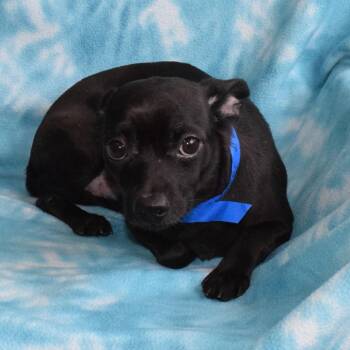 Mercury -  Chihuahua Dog for Adoption in Eureka, California - Mercury | PetCurious