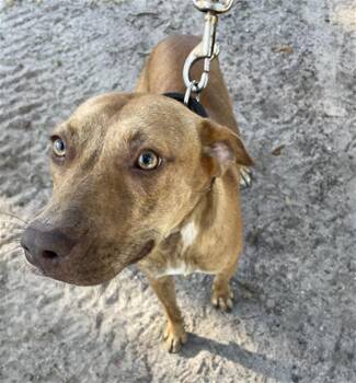 Rescue Mixed Breed Dogs for Adoption in Palmetto, Florida - FOZZIE | PetCurious