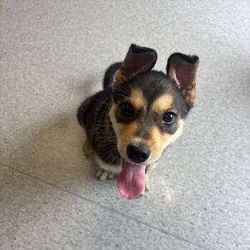 Russet -  Husky and Shepherd Dog for Adoption in Clavet, Saskatchewan - Russet | PetCurious