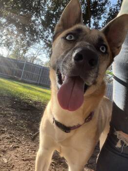 Shepherd and Husky Dogs Available for Adoption in Pearland, Texas - Sage Cowan | PetCurious