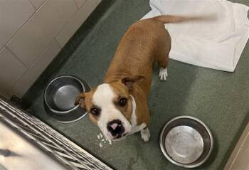 Mixed Breed Dogs Available for Adoption in Santa Fe, New Mexico - OLIVER | PetCurious