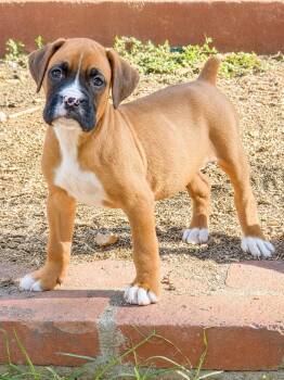 Ty -  Boxer Dog for Adoption in Dana Point, California - Ty | PetCurious