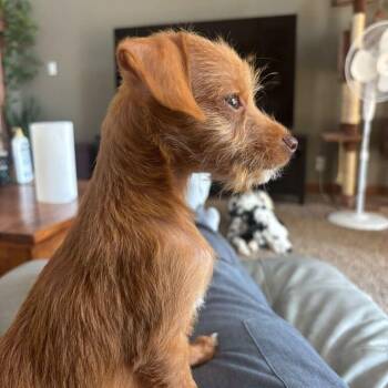 Tito -  Chihuahua and Poodle Dog for Adoption in Dayton, Ohio - Tito | PetCurious