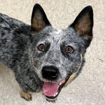 Australian Cattle Dog Blue Heeler Dogs Available for Adoption in Chatham, Virginia - Texas | PetCurious