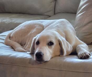 AURORA -  Labrador Retriever and Great Pyrenees Dog for Adoption in Lincoln, Nebraska - AURORA | PetCurious